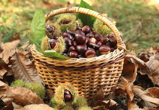 Castañas premium de los montes de Galicia