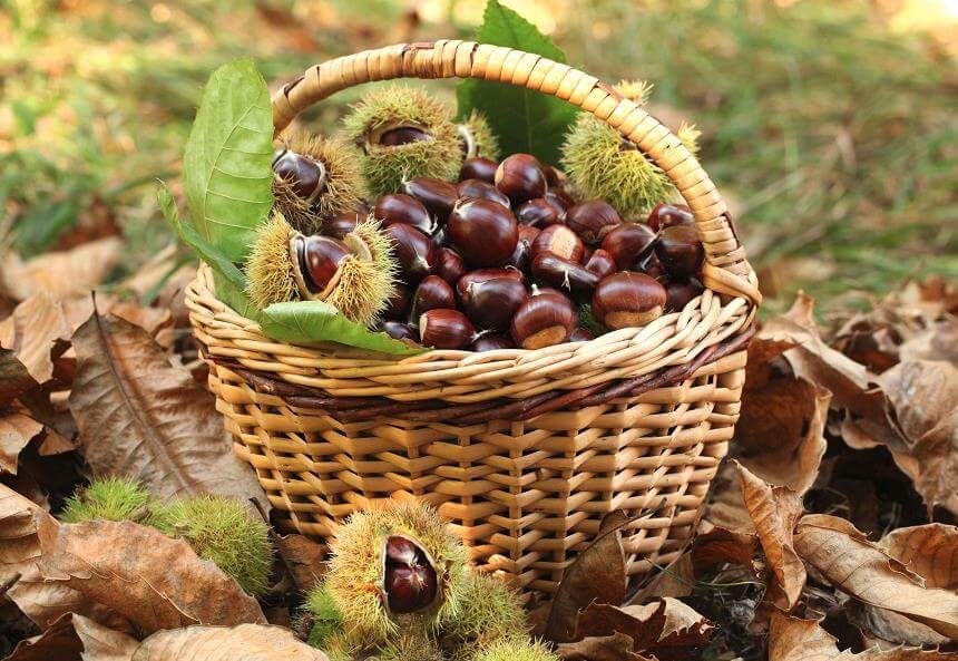 Castañas ecológicas premium de los montes de Galicia