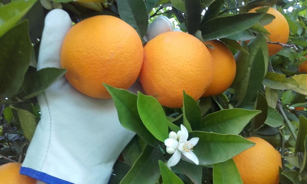 Naranjas de Zumo Valencia