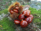 Castañas ecológicas premium de los montes de Galicia