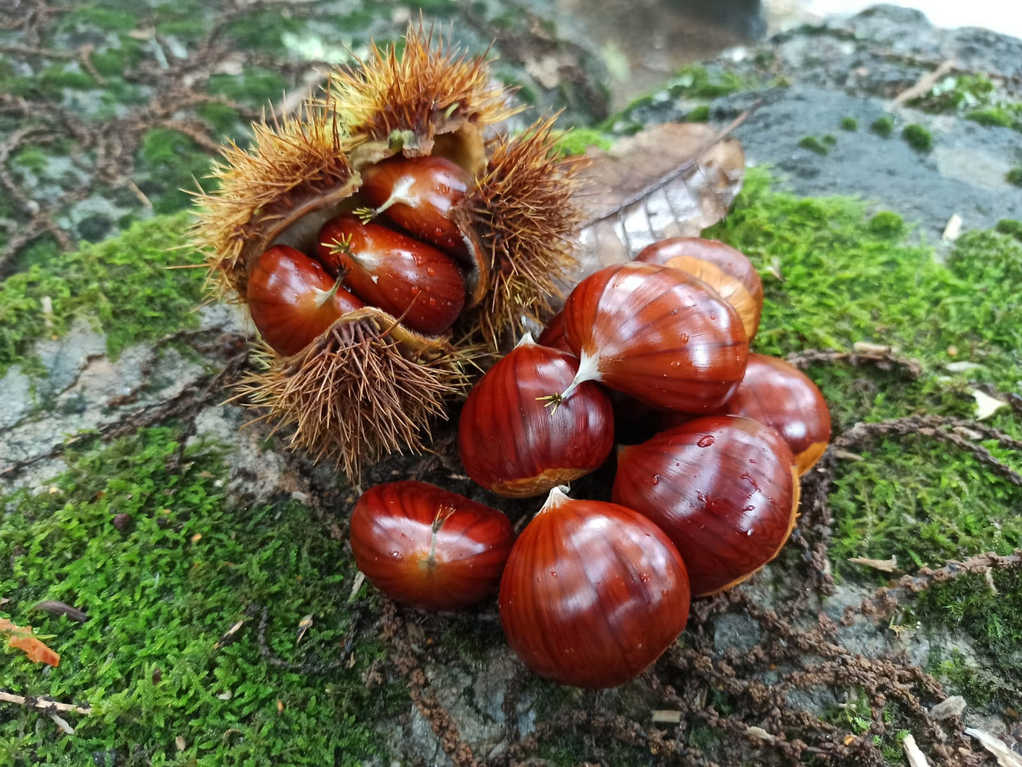 Castañas premium de los montes de Galicia