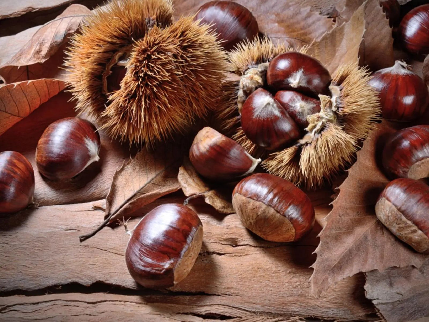 Castañas premium de los montes de Galicia
