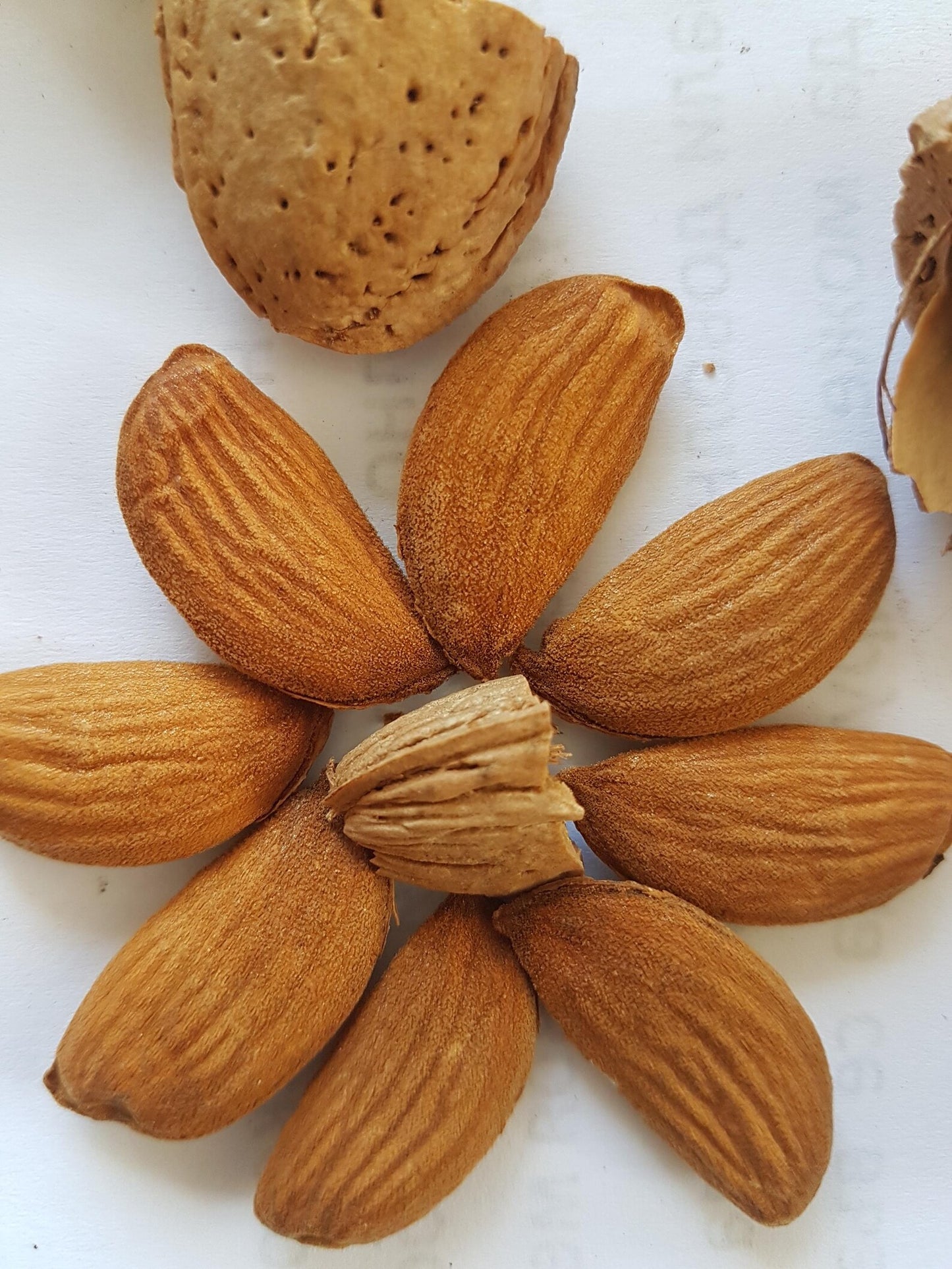 Almendra con Cáscara 100% Natural Almaveta