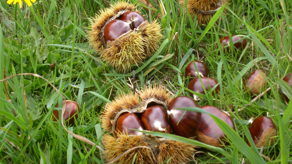 Castañas premium de los montes de Galicia