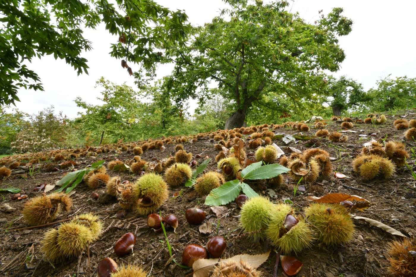Castañas ecológicas premium de los montes de Galicia