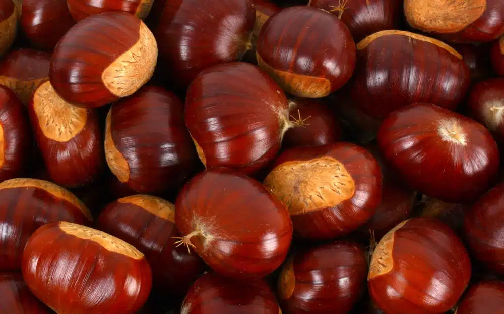 Castañas premium de los montes de Galicia